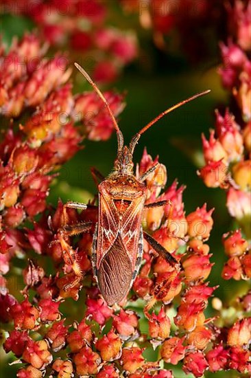 American pine bug