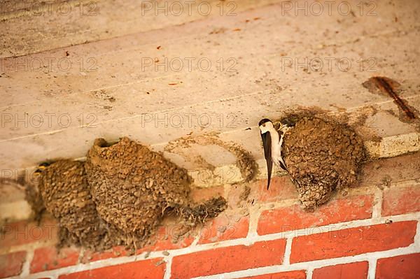 House Martin