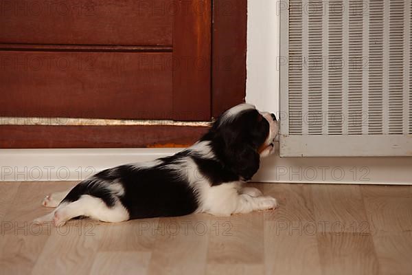 Cavalier King Charles Spaniel