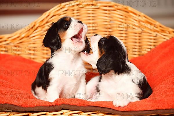 Cavalier King Charles Spaniel