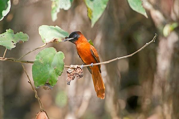 Black-headed Paradise-flycatcher