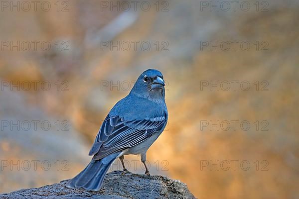 Blue blue chaffinch