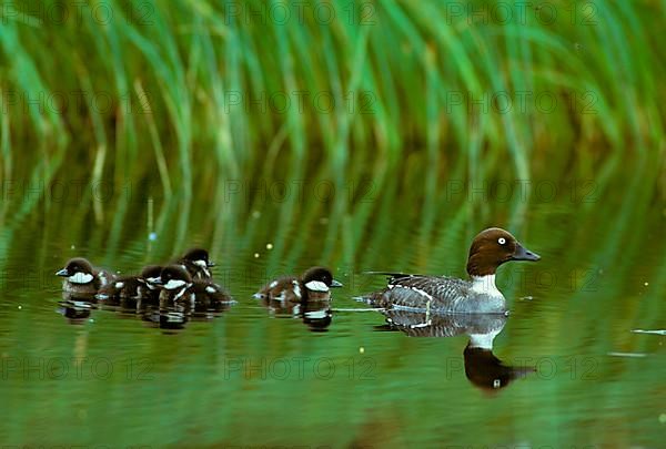 Goldeneye duck