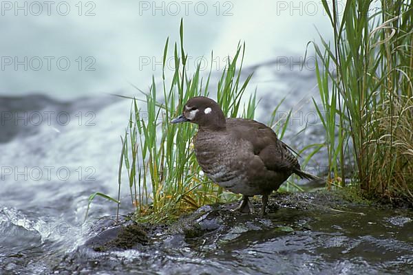 Ruffed Duck