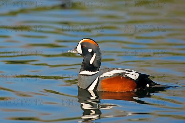 Harlequin duck