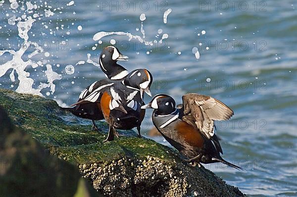 Harlequin Duck