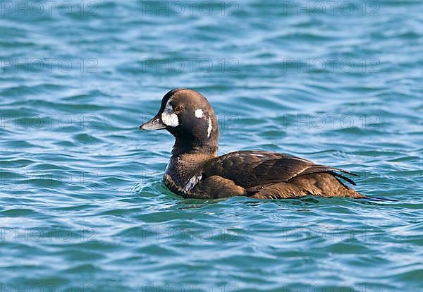 Harlequin duck