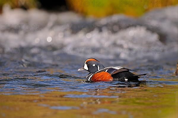 Harlequin Duck