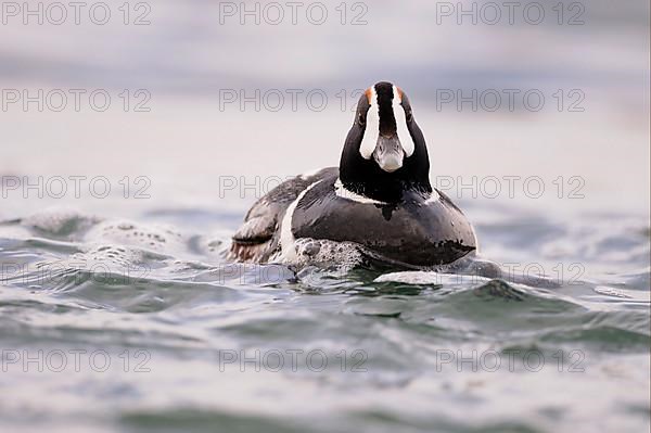 Harlequin Duck