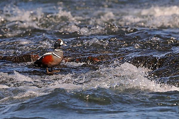 Harlequin Duck