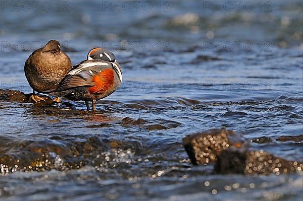 Harlequin Duck