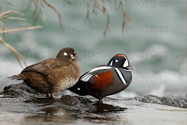 Harlequin Duck