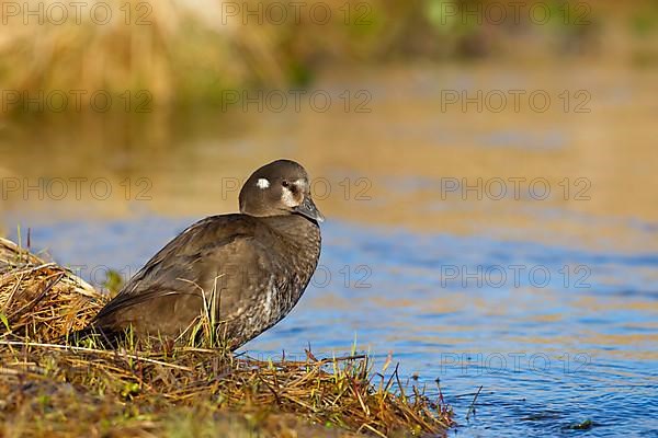 Harlequin Duck