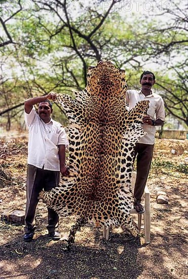 Seized leopard