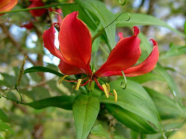 Flame lily