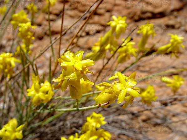 January Bush