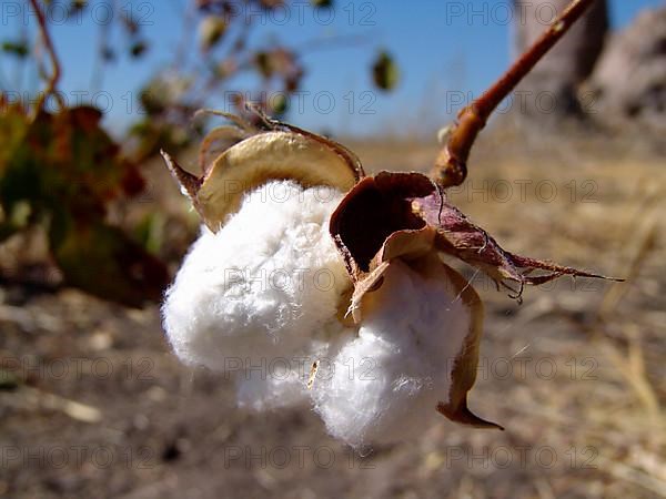 Cotton bush