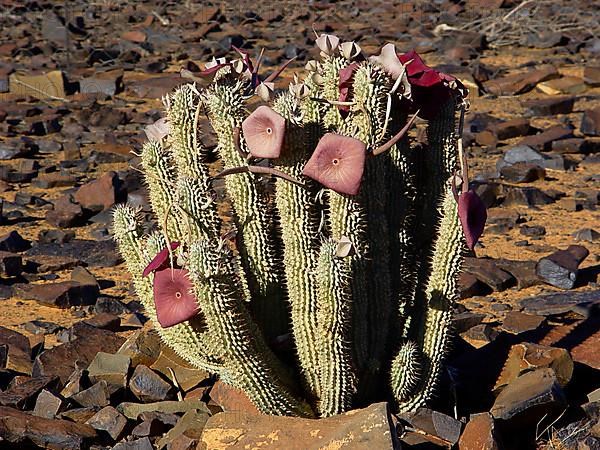 Namib Hoodia