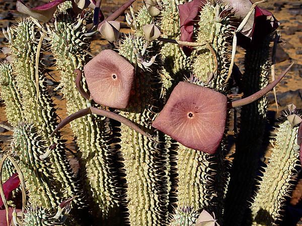 Namib Hoodia