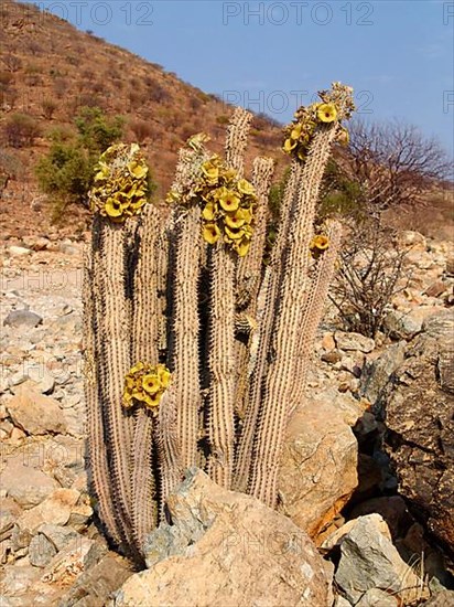 Hoodia gordonii