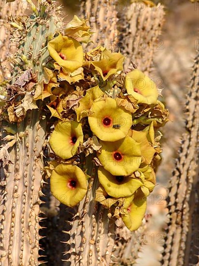 Hoodia gordonii