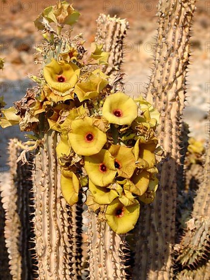 Hoodia gordonii