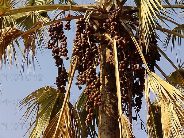 True Fan Palm