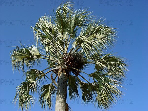 True Fan Palm