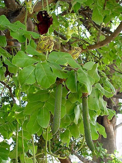 Liver sausage tree