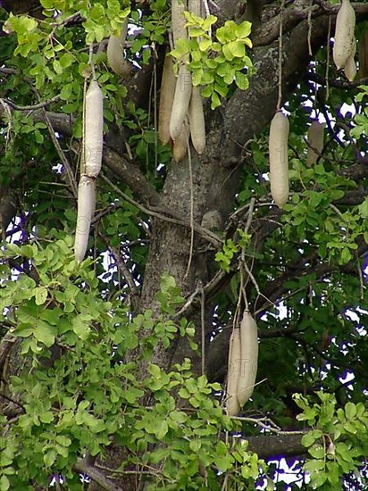 Liver sausage tree