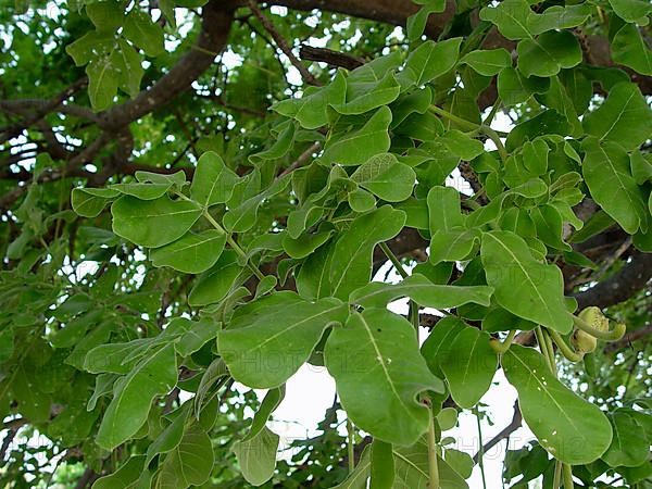 Liver sausage tree