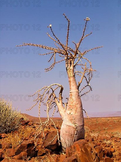 Bottle tree