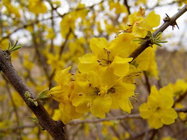 Yellow short thorn