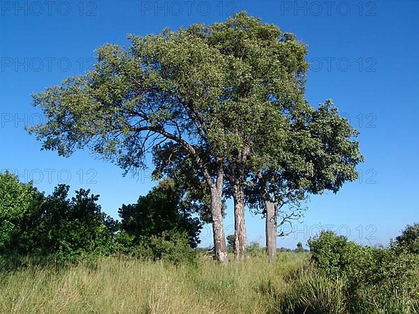 Marula tree