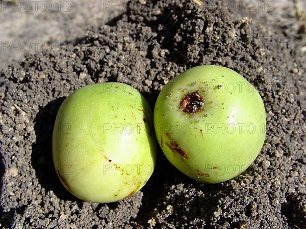 Marula tree