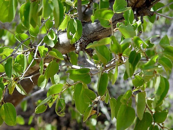 Marula tree