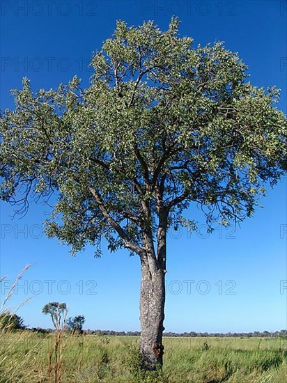 Marula tree