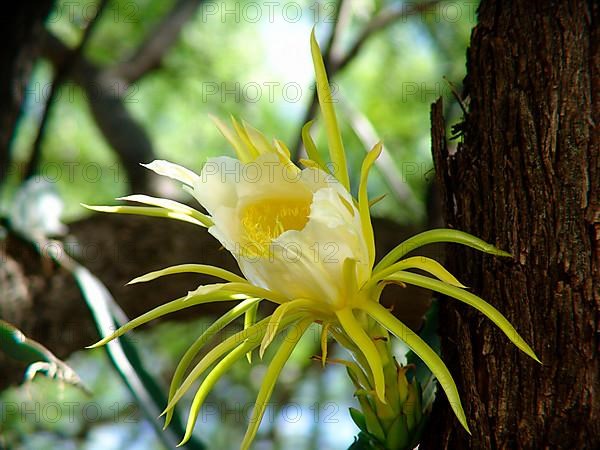 Queen of the night