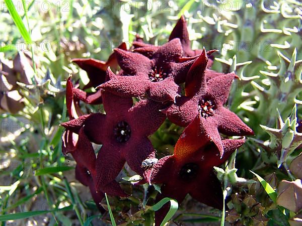 Carrion flower