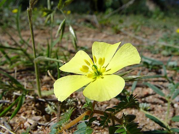 Tribulus terrestrial