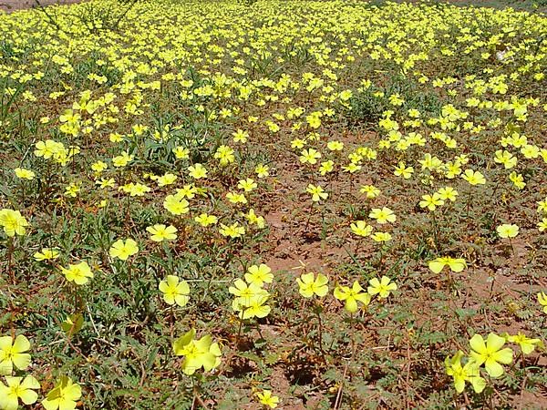 Tribulus terrestrial