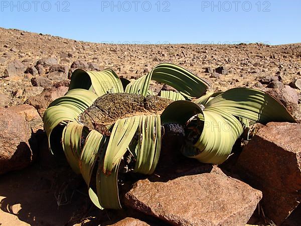 Welwitschia