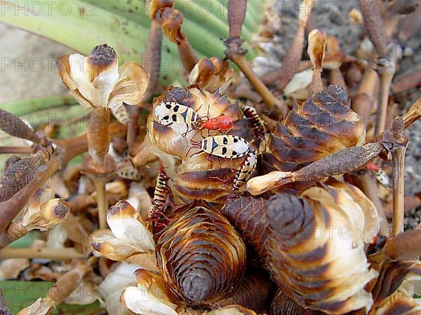 Welwitschia