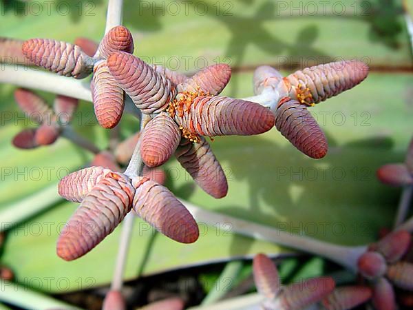 Welwitschia