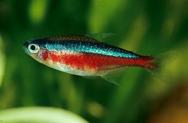 Cardinal tetra