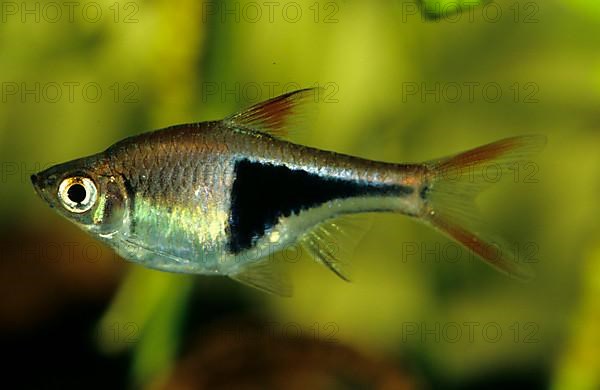 Harlequin rasbora