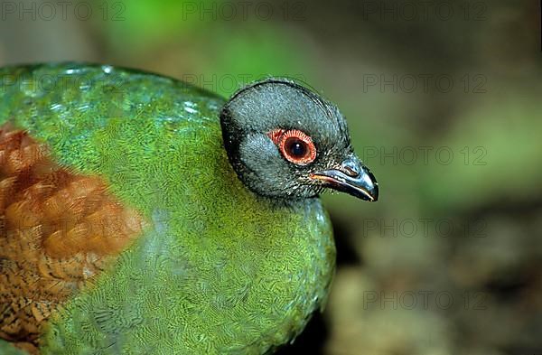 Ostrich quail