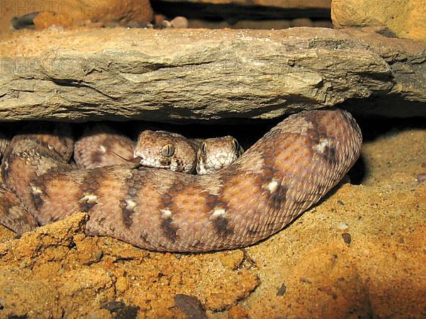 West African sand rattle viper