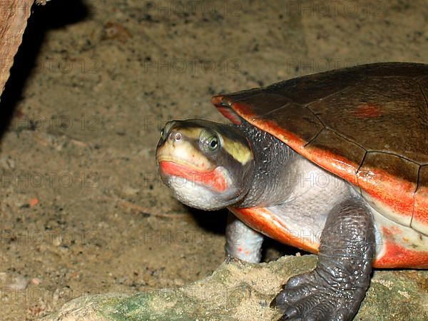 Red-bellied pointed-head turtle