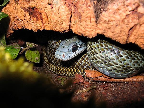 Japanese island snake